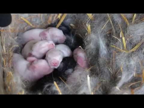 Видео: Разликите между зайците и зайците