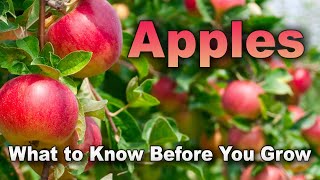 Everything You Must Know Before Planting an Apple Tree