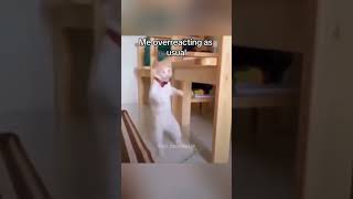 Funny Pets | 2024😂 Funny Dogs And Funny Cats Videos 🐱 🐕 😄 #143