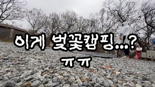 벚꽃캠핑 절망편 ㅣ 인천강화 우니메이카 캠핑장⛺️, 우중캠핑🌧️