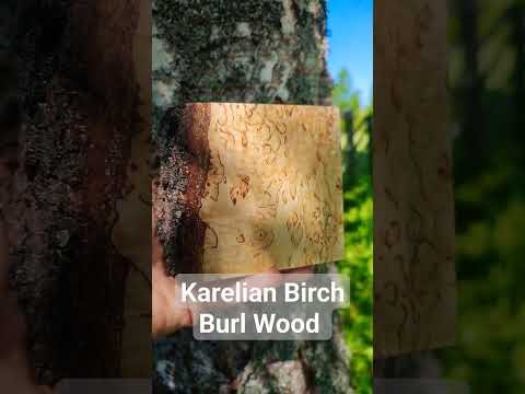 Video: Karelian birch - amazing wood texture