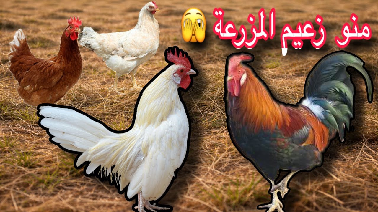 جولة بالمزرعة وانصدمت بعركة قوية بين ديوكة 🫣