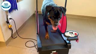 Grim stays fit! by Holiday Barn Pet Resorts 60 views 1 year ago 45 seconds