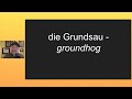 Die grundsau  groundhog