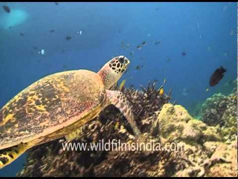 Critically endangered Hawksbill Turtle