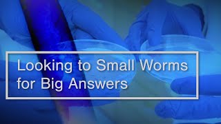 Looking to Small Worms for Big Answers