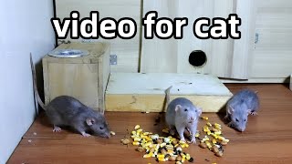 Cat TV🐭Mice Videos for Cats to Watch🐭 Mouse Fun🐭Video for Cats to Watch🐭