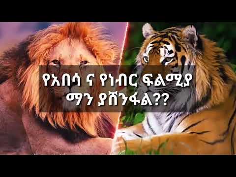 ቪዲዮ: ሰጎን እና ኢምዩ አንድ ናቸው?