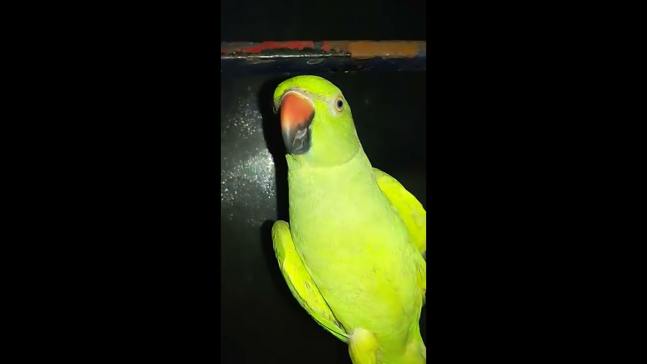 Green parrot (KILI) talking in tamil YouTube