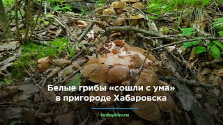 Белые грибы «сошли с ума» в пригороде Хабаровска