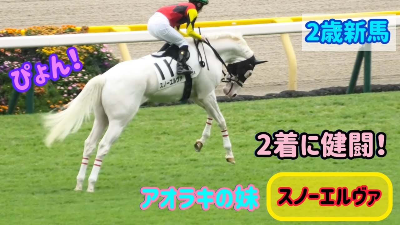返し馬でぴょんぴょんしちゃうアオラキ妹スノーエルヴァ、2着に健闘！