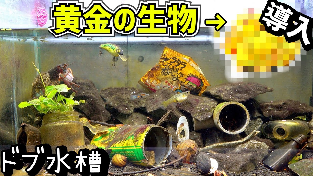 Put the golden creature caught in the sewer into the sewer tank
