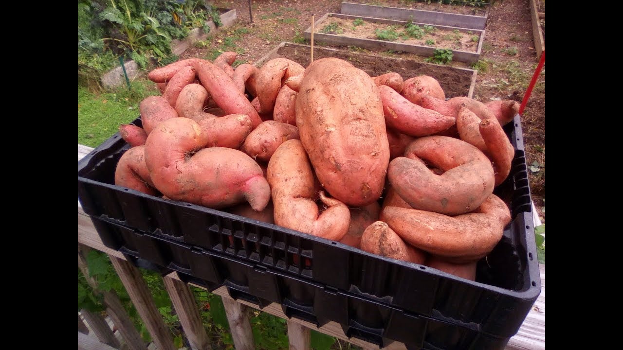 Sweet Potato Harvest - Straw vs Soil - Which Bed Produced Better?