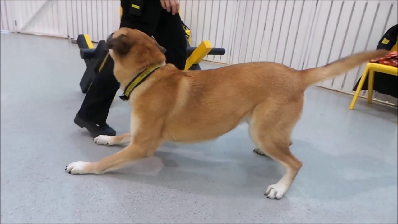 Dogs Trust Manchester - Bonnie - YouTube