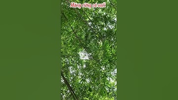 #shorts Măng Rừng Cá Suối #youtubeshorts