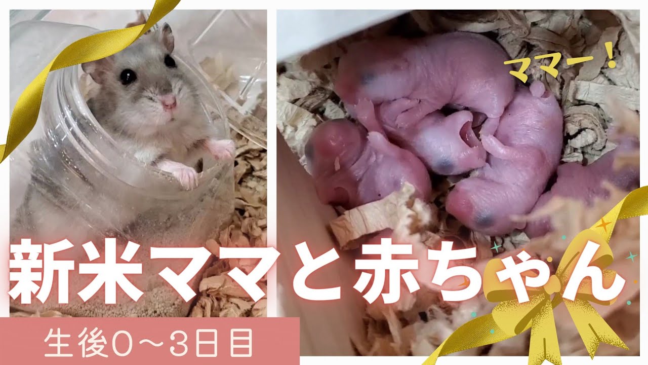 生後0～3日／新米ママと赤ちゃん～のえるちゃんの子育て 