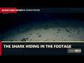 The Goblin Shark Footage That Changed The Map