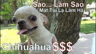 T1: ChiHuaHua  Bé Xíu & Khồng Hề Rẻ/ Chó Chihuahua/ NhamTuatTV  Dog in Vietnam