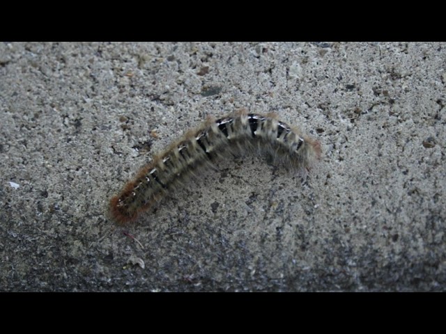 1 minuut natuur: rups hageheld - caterpillar oak eggar - chenille du bombyx du chêne