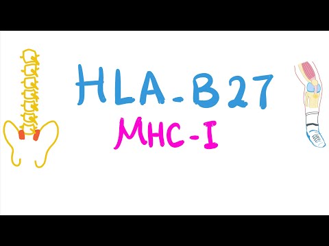 Video: Human Leukukyttantigen B27 (HLA-B27)