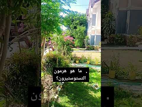 ١ ما هو هرمون التستوستيرون  