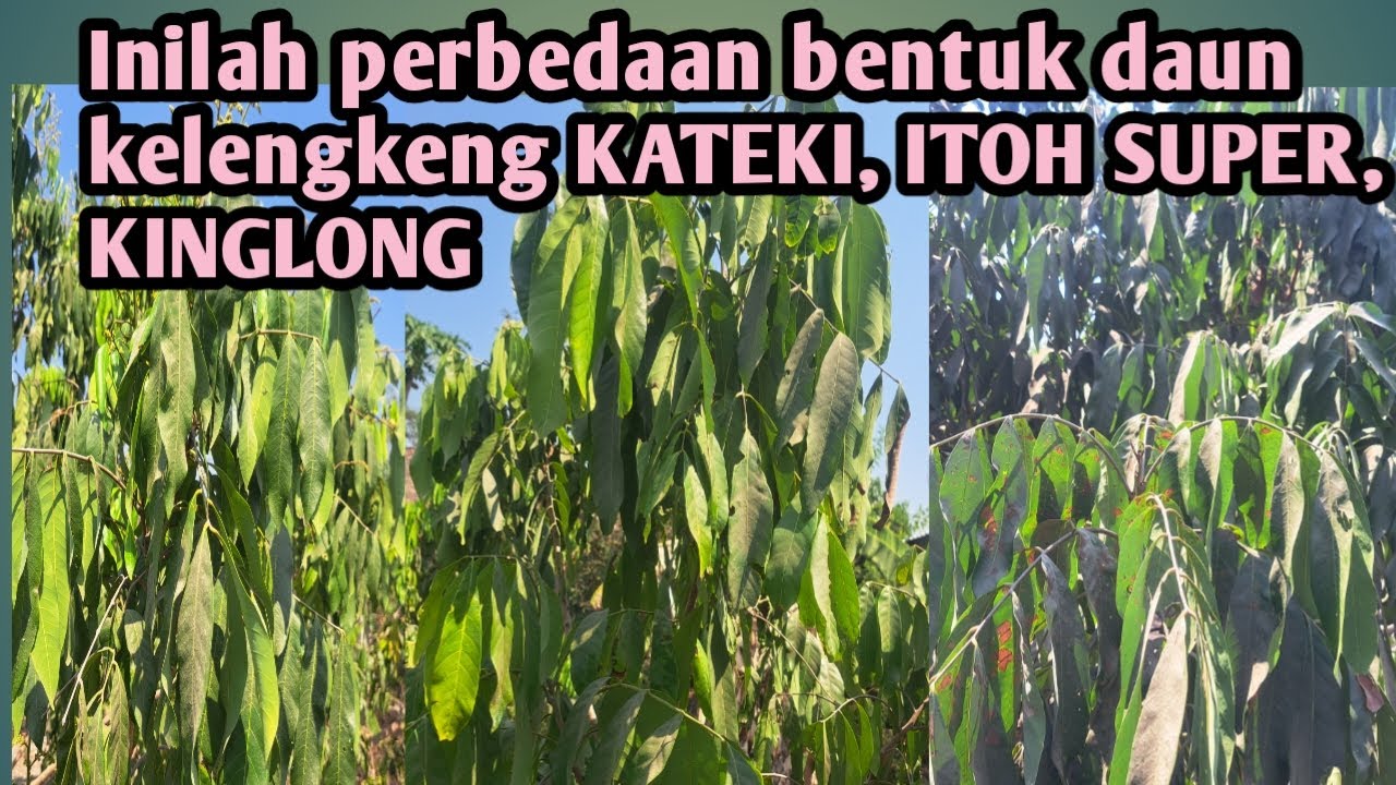 Inilah perbedaan bentuk daun kelengkeng itoh super, kinglong dan new kristal