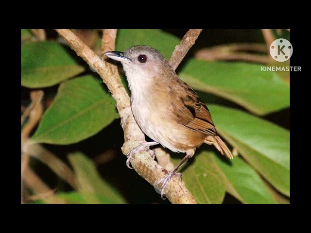 Burung Flamboyan Mp3 class=