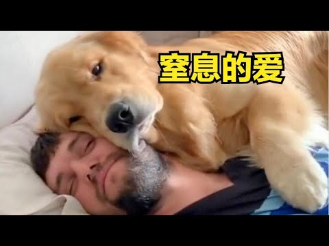 狗狗到底有多爱你？看完狗狗迎接主人回家的画面，你就知道了