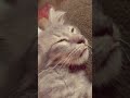 grey lagi capek guys #cat #fypシ