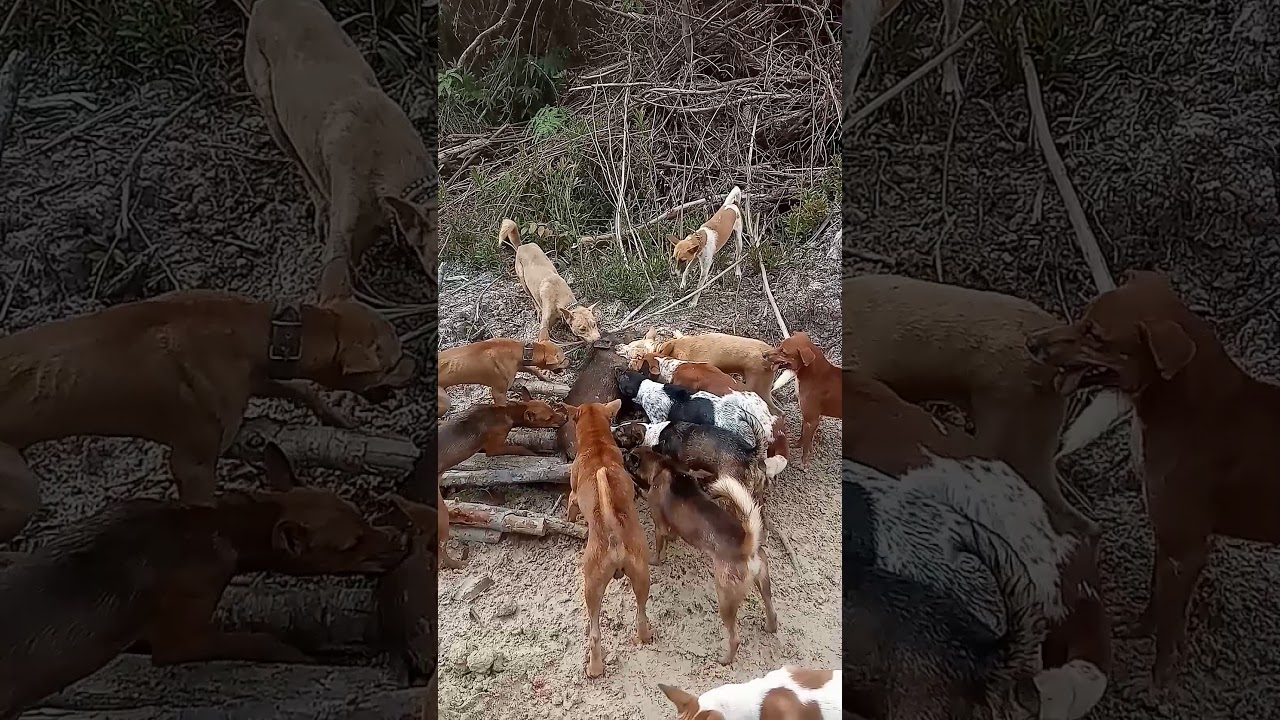 berburu babi hutan ngenes