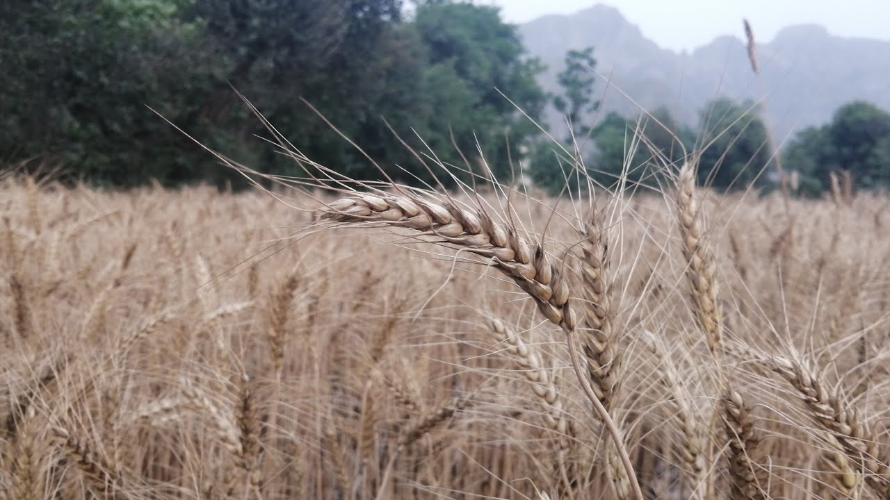 nature live stream, Snnnature nature relaxation,