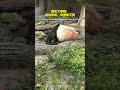 This Is How Chill Pandas Live in Ya'an