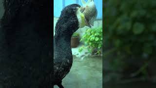 Have You Ever Seen A Cormorant Eat A Fish Bigger Than Its Own Head?