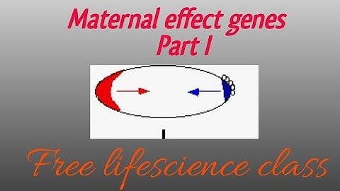 Maternal effect genes/shell coiling in Snail