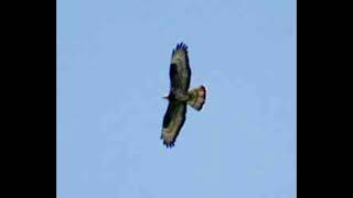 Honey Buzzard Bird Call