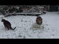 Bengal Cats playing with Snowballs