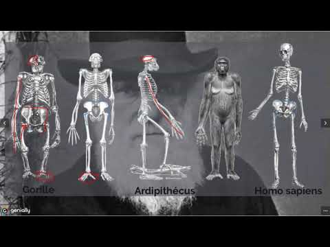 Vidéo: Versions: Homo Naledi était Un Humain Dégradé Et Un Ancêtre Des Singes? - Vue Alternative