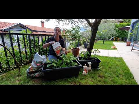 Video: Uzgajanje Ljute Paprike