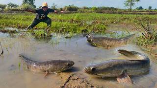 Best fishing skill- Hand catch a lot of fish at field Best fishing skill- Hand catch a lot of fish at field