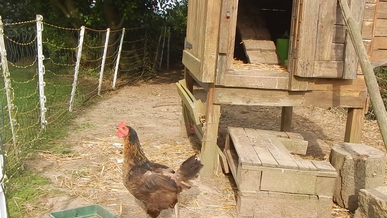 Chicken Escape YouTube