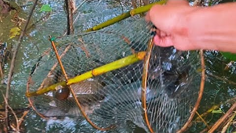 Bẫy Cá Không Mồi Dính Khủng Khiếp Có Mấy Cái Gần Đầy Thùng Cá