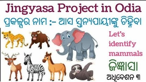jingyasa project//ଆସ ସ୍ତନ୍ଯପାୟୀଙ୍କୁ ଚିହ୍ନିବା//ଅଧିବେଶନ 3//class10//lets identify mammals//club//