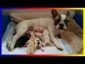 French Bulldog Dog Breeds Giving Birth And Playing With Puppies