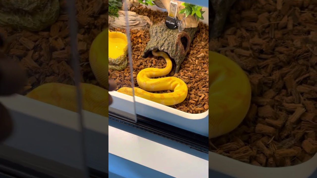 Ball python unboxing, my new pet