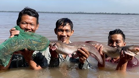 Hôm nay dô mánh 6 tháng rồi mới mò trúng Tôm Càng Xanh bự và Cá Ngát | Cù Lao Dung Vlogs #331