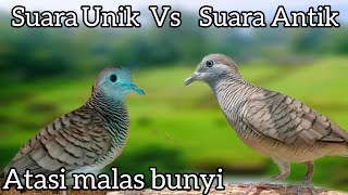 Download lagu perkutut lokal gacor suara UNIK vs suara ANTIK 100% ampuh buat pancingan cepat gacor.