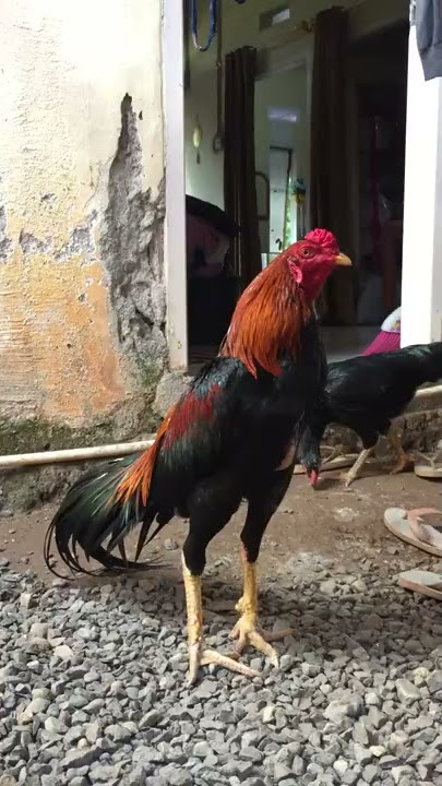 Kokok Ayam Jago Bangkok Klasik