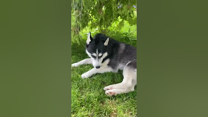 My dog Thor
