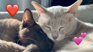 🌸 Burmese Cats and Havanese Dog 🌸 A Happy Pets Video - With Cuddling, Petting, Bonding, and Playing! by Cute Burmese Cat 1,773 views 6 months ago 3 minutes, 1 second