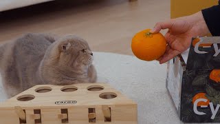The Cat's Reaction when it smells tangerines by 수리노을SuriNoel 52,198 views 1 year ago 1 minute, 17 seconds